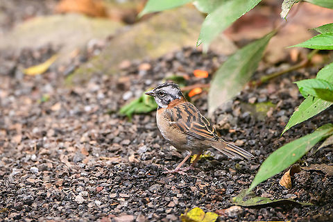 Rufous-collared sparrow, Quinde Luna, Ecuador A common bird throughout South America. This one was found in Quinde Luna. Quinde Luna is a small reserve featuring feeders as well as sections of natural forest. Bellavista Cloud Forest,Ecuador,Ecuador 2021,Fall,Geotagged,Quinde Luna,Rufous-collared sparrow,South America,Spring,World,Zonotrichia capensis