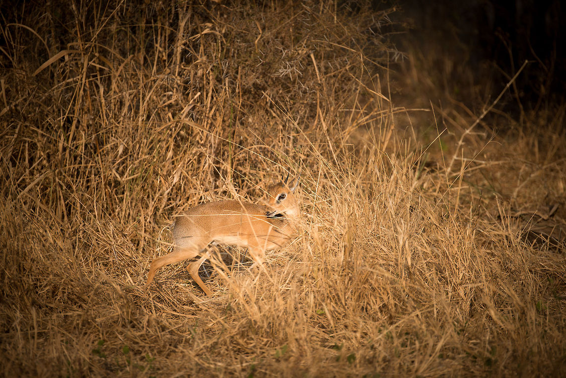 Kirks dik-dik in Tarangire One of the first Dik-diks that we spotted in Tanzania. They are very small antelopes with extremely sensitive hearing and eye sight.  Africa,Kirks dik-dik,Madoqua kirkii,Tanzania,Tarangire,Tarangire National Park