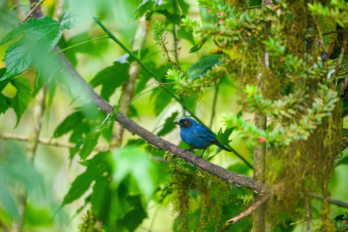Masked flowerpiercer, Quinde Luna, Ecuador  Bellavista Cloud Forest,Diglossopis cyanea,Ecuador,Ecuador 2021,Fall,Geotagged,Masked flowerpiercer,Quinde Luna,South America,World