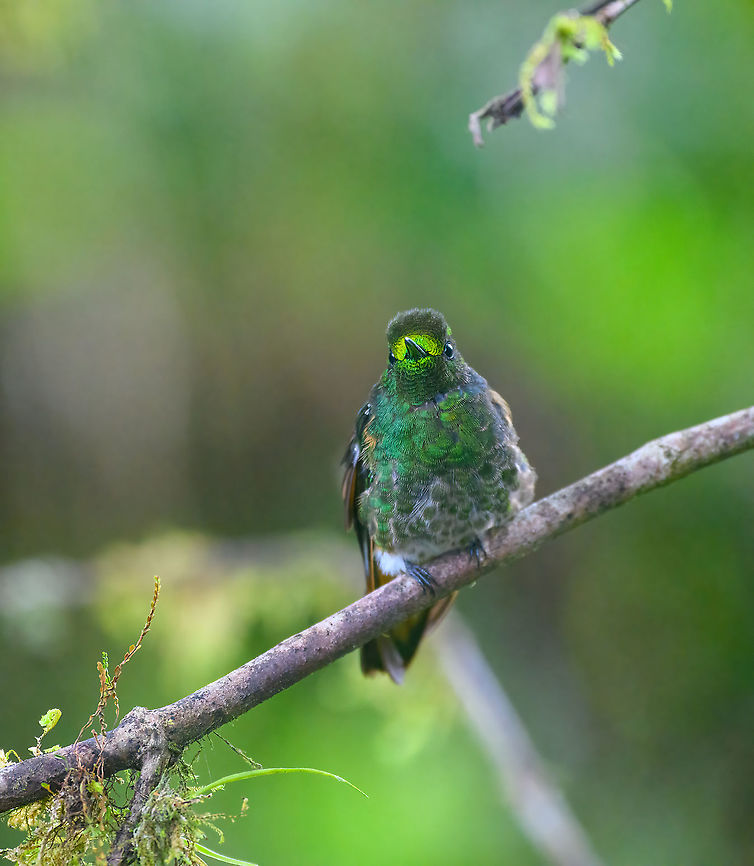 Buff-tailed coronet, Quinde Luna, Ecuador Here&#039;s a slow motion video featuring this species back at the Bellavista lodge:<br />
<section class="video"><iframe width="448" height="282" src="https://www.youtube-nocookie.com/embed/--7dDzEX0tc?hd=1&autoplay=0&rel=0" frameborder="0" allowfullscreen></iframe></section> Bellavista Cloud Forest,Boissonneaua flavescens,Buff-tailed coronet,Ecuador,Ecuador 2021,Fall,Geotagged,Quinde Luna,South America,World