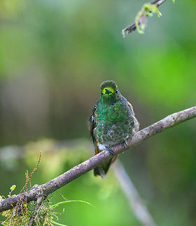 Buff-tailed coronet, Quinde Luna, Ecuador Here's a slow motion video featuring this species back at the Bellavista lodge:
https://www.youtube.com/watch?v=--7dDzEX0tc Bellavista Cloud Forest,Boissonneaua flavescens,Buff-tailed coronet,Ecuador,Ecuador 2021,Fall,Geotagged,Quinde Luna,South America,World