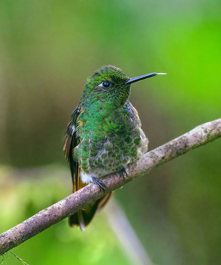 Buff-tailed coronet, Quinde Luna, Ecuador Here&#039;s a slow motion video featuring this species back at the Bellavista lodge:<br />
<section class="video"><iframe width="448" height="282" src="https://www.youtube-nocookie.com/embed/--7dDzEX0tc?hd=1&autoplay=0&rel=0" frameborder="0" allowfullscreen></iframe></section> Bellavista Cloud Forest,Boissonneaua flavescens,Buff-tailed coronet,Ecuador,Ecuador 2021,Fall,Geotagged,Quinde Luna,South America,World