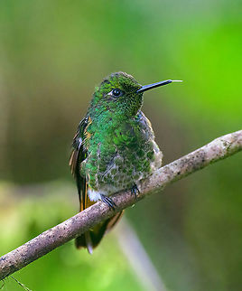Buff-tailed coronet, Quinde Luna, Ecuador Here's a slow motion video featuring this species back at the Bellavista lodge:
https://www.youtube.com/watch?v=--7dDzEX0tc Bellavista Cloud Forest,Boissonneaua flavescens,Buff-tailed coronet,Ecuador,Ecuador 2021,Fall,Geotagged,Quinde Luna,South America,World