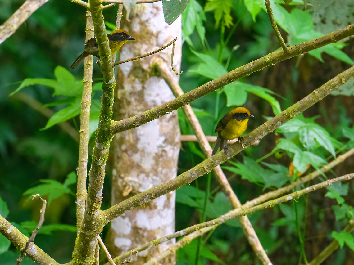 Tricolored brush finch, Bellavista, Ecuador Two of them. A remote shot, so had to crop deeply. Atlapetes tricolor,Bellavista Cloud Forest,Ecuador,Ecuador 2021,Geotagged,South America,Spring,Tricolored brush finch,World