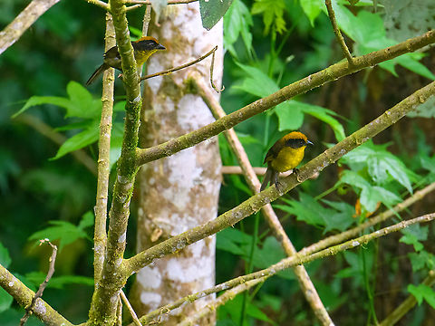 Tricolored brush finch, Bellavista, Ecuador Two of them. A remote shot, so had to crop deeply. Atlapetes tricolor,Bellavista Cloud Forest,Ecuador,Ecuador 2021,Geotagged,South America,Spring,Tricolored brush finch,World