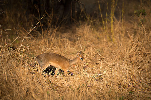 Kirks dik-dik amidst high grass in Tarangire, Tanzania  Africa,Kirks dik-dik,Madoqua kirkii,Tanzania,Tarangire,Tarangire National Park