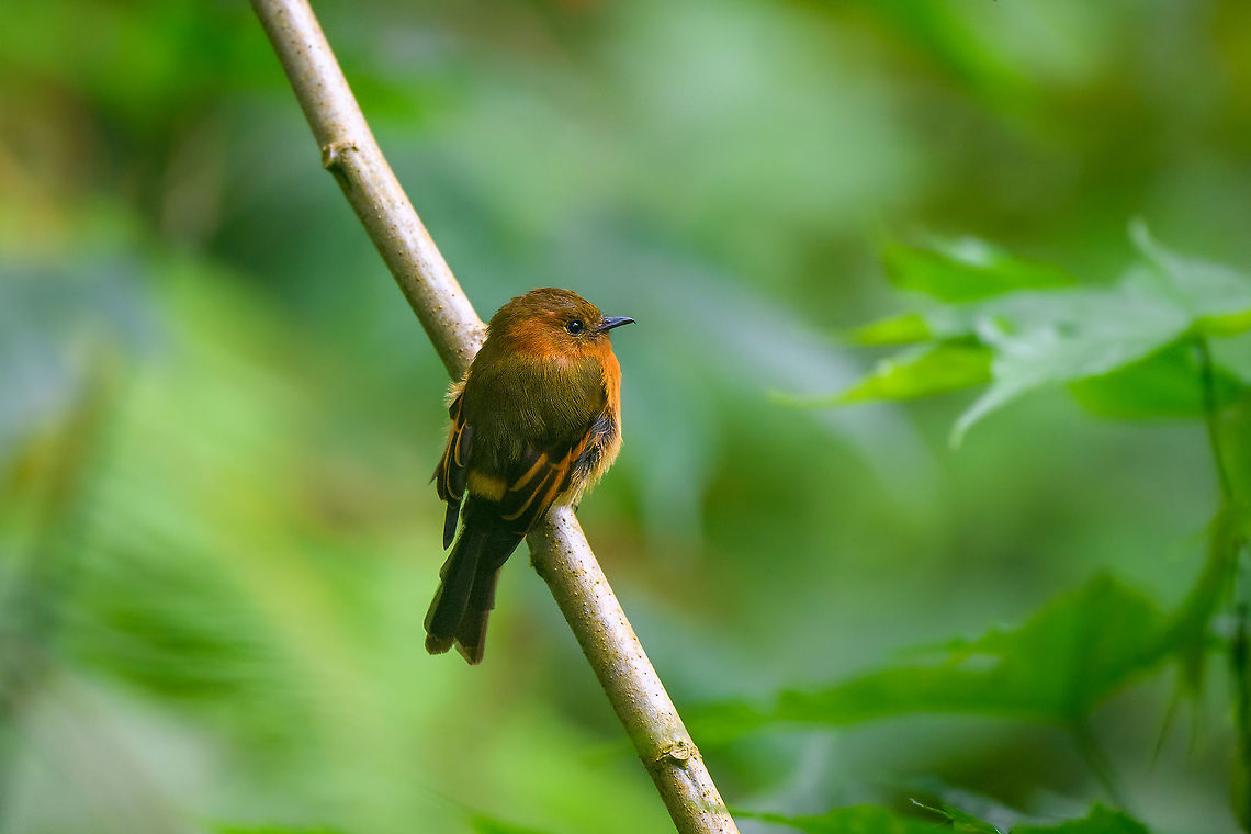 Cinnamon flycatcher, Bellavista, Ecuador  Bellavista Cloud Forest,Cinnamon flycatcher,Ecuador,Ecuador 2021,Geotagged,Pyrrhomyias cinnamomeus,South America,Spring,World