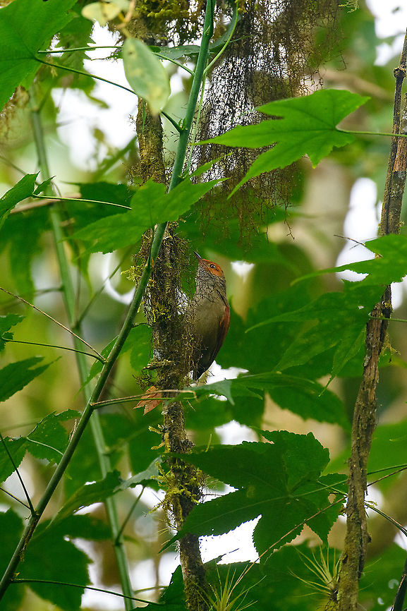 Red-faced spinetail, Bellavista, Ecuador To the left of the branch you can see part of its spine-tail. Bellavista Cloud Forest,Cranioleuca erythrops,Ecuador,Ecuador 2021,Geotagged,Red-faced spinetail,South America,Spring,World