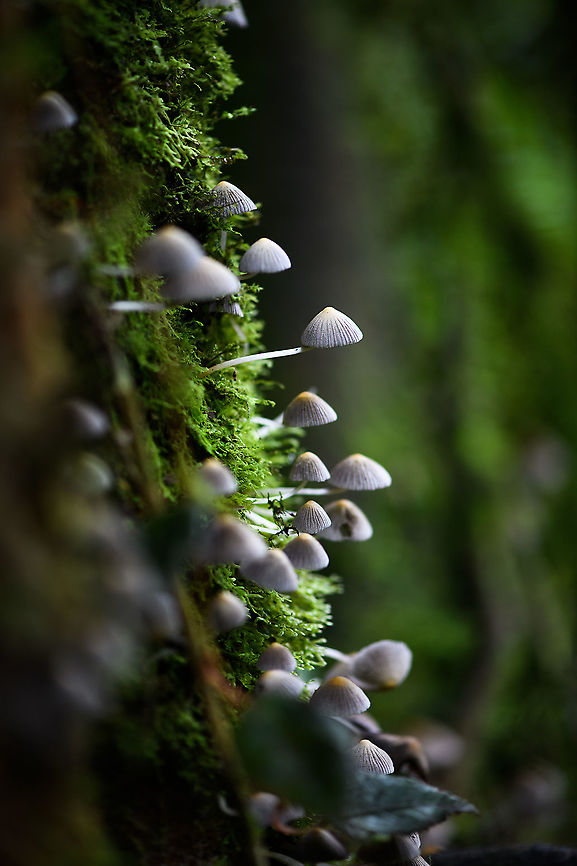 Trooping Crumble Cap, Bellavista, Ecuador Growing at the base of a moss covered tree. Bellavista Cloud Forest,Coprinellus disseminatus,Ecuador,Ecuador 2021,Geotagged,South America,Spring,Trooping Crumble Cap,World