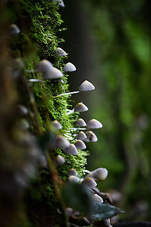Trooping Crumble Cap, Bellavista, Ecuador Growing at the base of a moss covered tree. Bellavista Cloud Forest,Coprinellus disseminatus,Ecuador,Ecuador 2021,Geotagged,South America,Spring,Trooping Crumble Cap,World