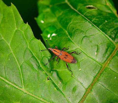 Orange snout weevil, Bellavista, Ecuador Only theory I have is genus Metamasius, so far. 
Update: might also be  Rhodobaenus sp., suggested by Christine. Bellavista Cloud Forest,Ecuador,Ecuador 2021,Geotagged,South America,Spring,World
