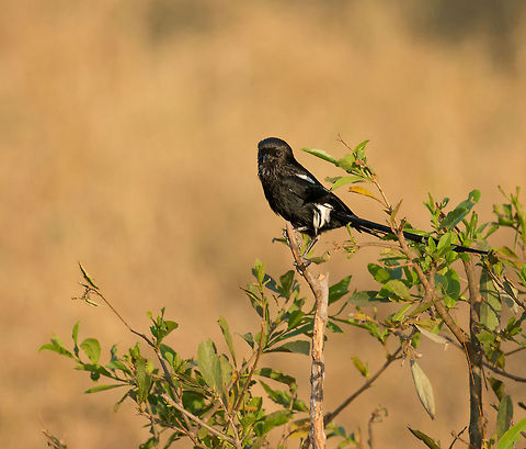 Magpie Shrike in Tarangire, Tanzania With this bird's head, beak and eyes all being black, it almost appears on this photo as if it is looking away.  Africa,Magpie Shrike,Tanzania,Tarangire,Tarangire National Park,Urolestes melanoleucus