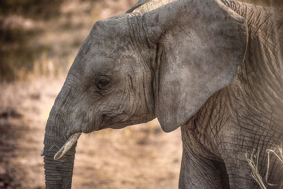 African Elephant in Tarangire - HDR Using HDR here to bring out every little wrinkle and detail. I sure hope it&#039;s not a female. Africa,African bush elephant,Loxodonta africana,Tanzania,Tarangire,Tarangire National Park