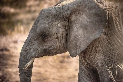 African Elephant in Tarangire - HDR Using HDR here to bring out every little wrinkle and detail. I sure hope it's not a female. Africa,African bush elephant,Loxodonta africana,Tanzania,Tarangire,Tarangire National Park