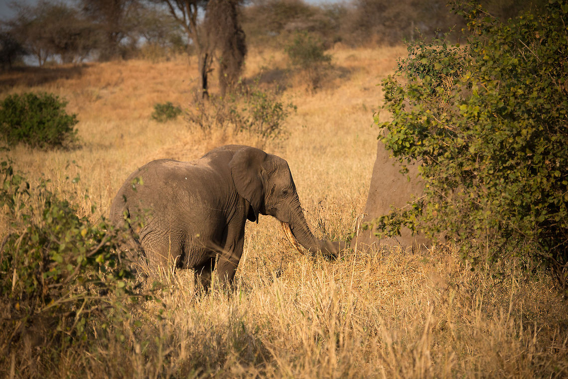 African Bush elephant feeding from termite mound in Tarangire, Tanzania Not sure if it is actually feeding on the termites, but it appears that way. It is known that termites eat elephant dung, but I can't find anything online of elephants eating termites. Africa,African bush elephant,Loxodonta africana,Tanzania,Tarangire,Tarangire National Park