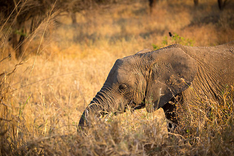 African Elephant feeding during sunset, Tarangire, Tanzania  Africa,African bush elephant,Loxodonta africana,Tanzania,Tarangire,Tarangire National Park