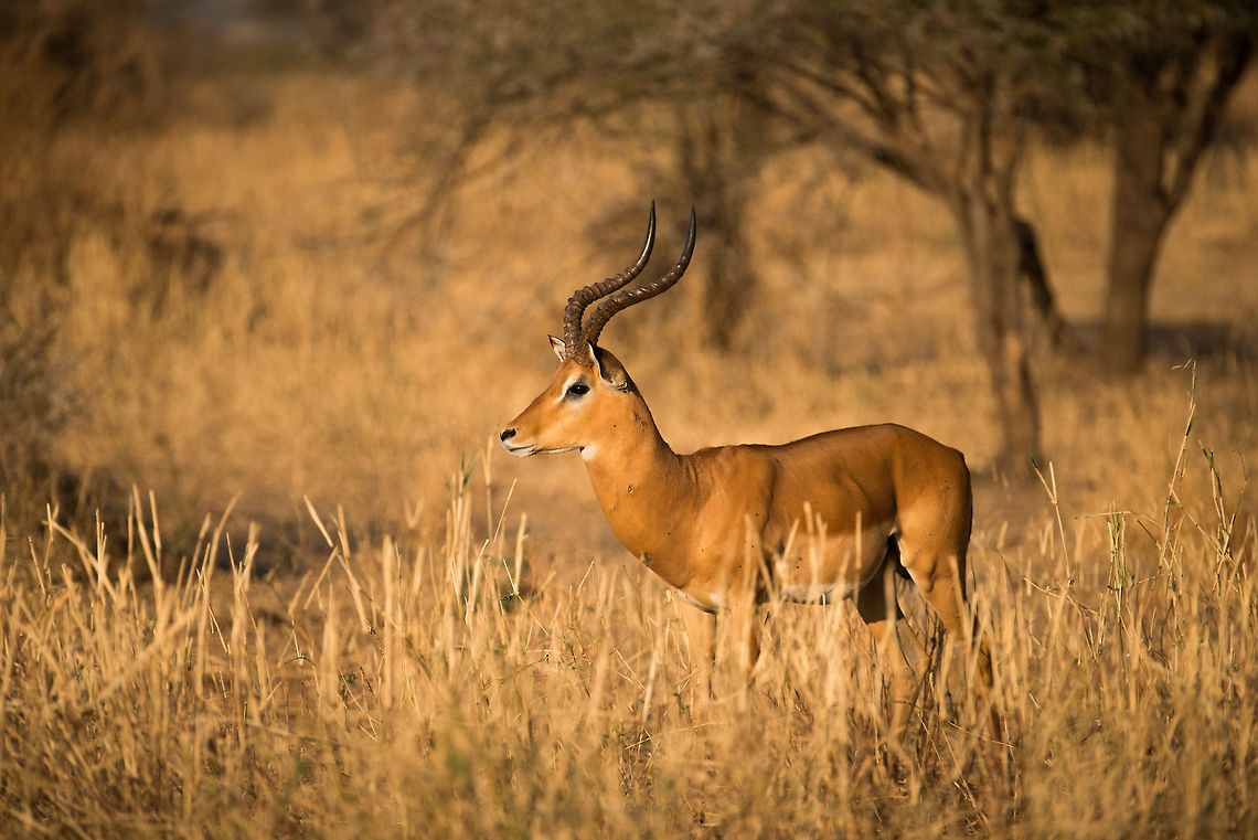 Scarred male Impala at Tarangire, Tanzania Dominant male Impalas have a large harem of females to claim and defend. But their rewards come with a steep price. From the looks of this proud male Impala, it is in frequent fights to keep what he has.  Aepyceros melampus,Africa,Impala,Tanzania,Tarangire,Tarangire National Park