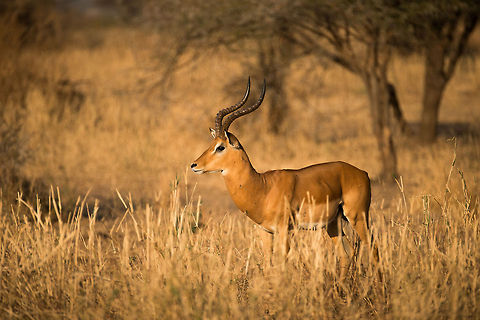Scarred male Impala at Tarangire, Tanzania Dominant male Impalas have a large harem of females to claim and defend. But their rewards come with a steep price. From the looks of this proud male Impala, it is in frequent fights to keep what he has.  Aepyceros melampus,Africa,Impala,Tanzania,Tarangire,Tarangire National Park