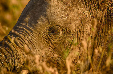 Extreme closeup of an African Bush Elephant feeding at sunset, Tarangire NP, Tanzania  Africa,African bush elephant,Geotagged,Loxodonta africana,Tanzania,Tarangire,Tarangire National Park