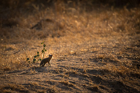 Dwarf Mongoose at sunset in Tarangire, Tanzania  Africa,Common Dwarf Mongoose,Helogale parvula,Tanzania,Tarangire,Tarangire National Park