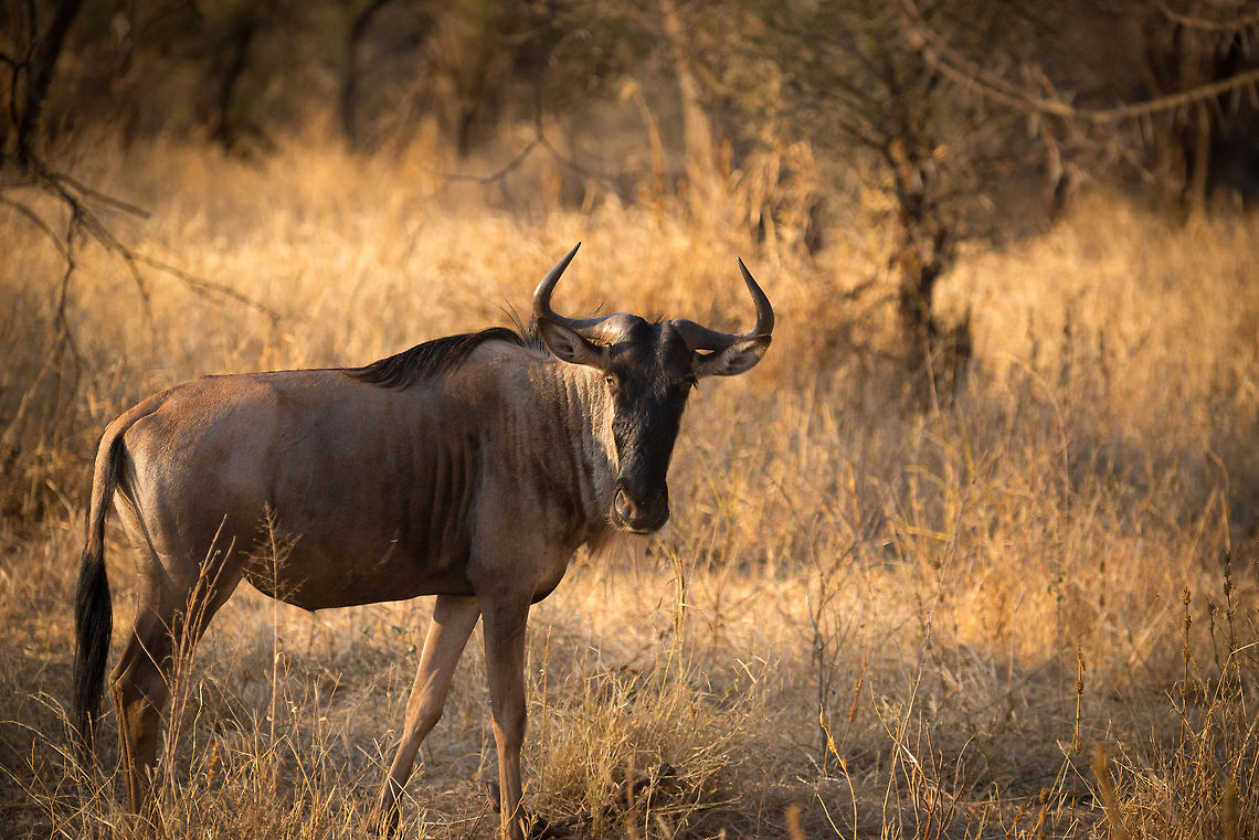 Wildebeest at sunset in Tarangire, Tanzania  Africa,Blue wildebeest,Connochaetes taurinus,Tanzania,Tarangire,Tarangire National Park