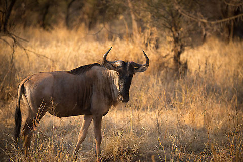 Wildebeest at sunset in Tarangire, Tanzania  Africa,Blue wildebeest,Connochaetes taurinus,Tanzania,Tarangire,Tarangire National Park