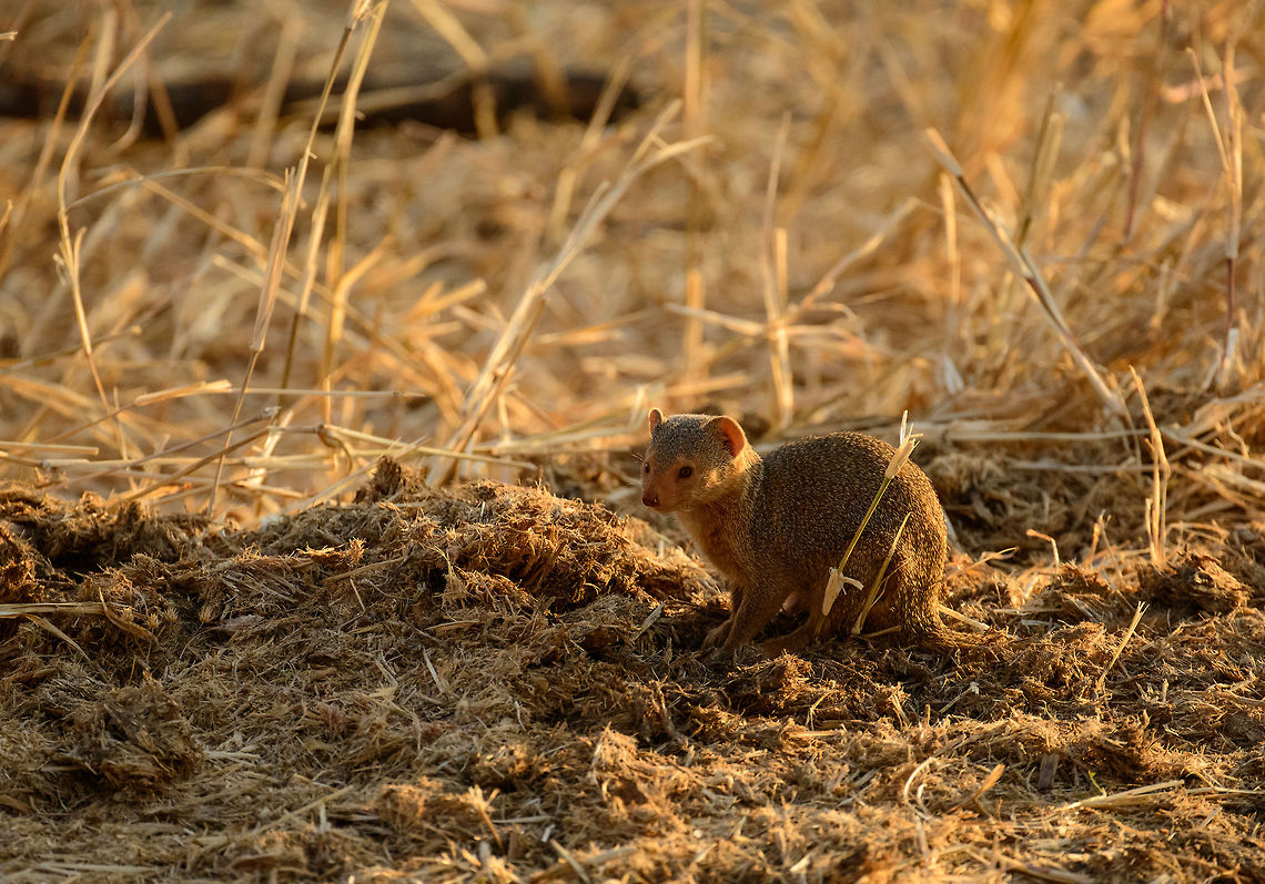 Dwarf Mongoose closeup in Tarangire These mongooses are very active during the day, foraging in groups 6-15, yet feeding on their own. They have an alarm call in case of danger, after which the while group retreats. Africa,Common Dwarf Mongoose,Helogale parvula,Tanzania,Tarangire,Tarangire National Park