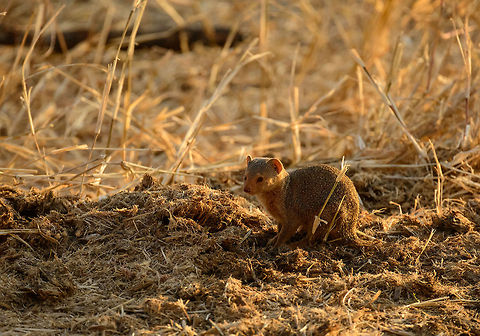 Dwarf Mongoose closeup in Tarangire These mongooses are very active during the day, foraging in groups 6-15, yet feeding on their own. They have an alarm call in case of danger, after which the while group retreats. Africa,Common Dwarf Mongoose,Helogale parvula,Tanzania,Tarangire,Tarangire National Park