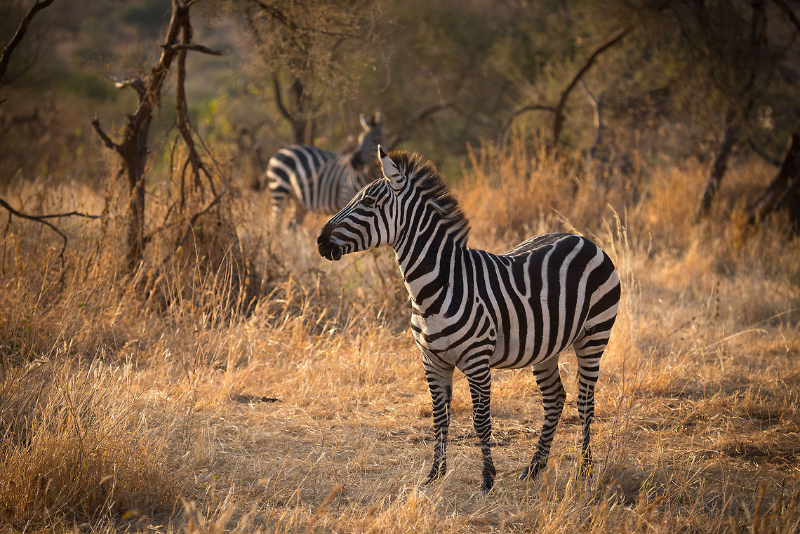Africa's horse of elegance - Tarangire, Tanzania  Africa,Equus quagga,Plains zebra,Tanzania,Tarangire,Tarangire National Park