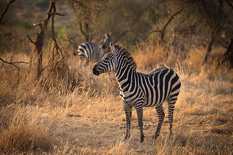 Africa's horse of elegance - Tarangire, Tanzania  Africa,Equus quagga,Plains zebra,Tanzania,Tarangire,Tarangire National Park