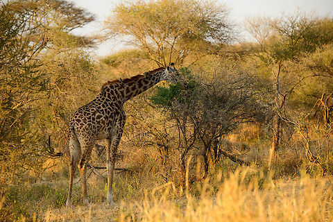 Oxpecker-covered Masai Giraffe feeding on low Acacia tree in Tarangire, Tanzania  Africa,Giraffa camelopardalis tippelskirchi,Maasai Giraffe,Tanzania,Tarangire,Tarangire National Park