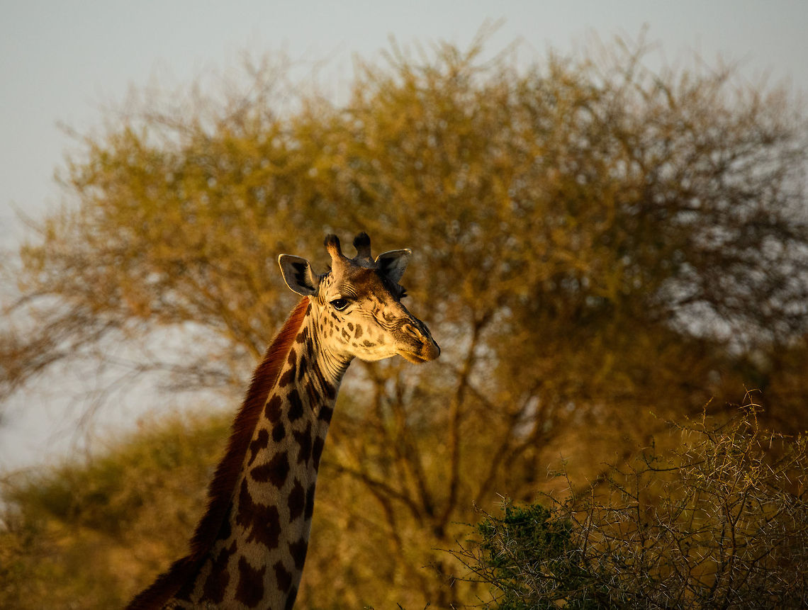 Maasai Giraffe head closeup Catching the last sun with its long neck :) Africa,Giraffa camelopardalis tippelskirchi,Maasai Giraffe,Tanzania,Tarangire,Tarangire National Park
