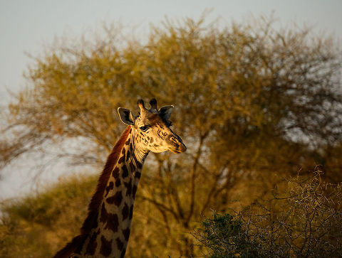 Maasai Giraffe head closeup Catching the last sun with its long neck :) Africa,Giraffa camelopardalis tippelskirchi,Maasai Giraffe,Tanzania,Tarangire,Tarangire National Park
