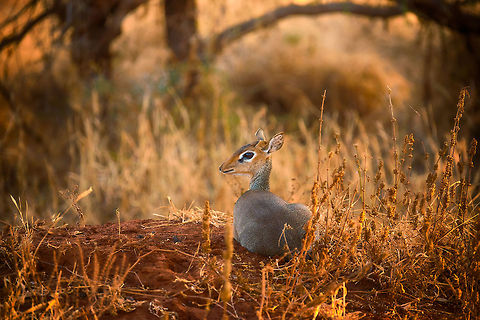 Kirk's dik-dik closeup in Tarangire, Tanzania As the sun was setting on Tarangire NP, we were heading back to the lodge and already pretty close to it. Then we encountered this dik-dik very close to us, in a rare moment of serenity. It is quite uncommon to see them this relaxed. They are a wanted prey and always on high alert using their sensitive sense of smell and hearing. A lovely end of the day. Africa,Kirks dik-dik,Madoqua kirkii,Tanzania,Tarangire,Tarangire National Park