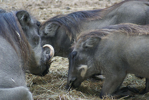 Warthog family feasting This family is in the Arnhem zoo, but in the wild such groups are called "sounders".  Arnhem Zoo,Phacochoerus,Phacochoerus africanus,Suidae,Warthog