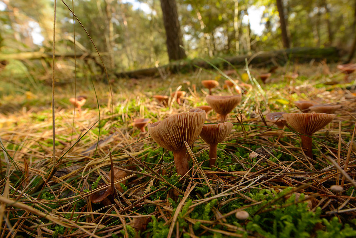 Lactarius camphoratus on forest floor in Heesch, the Netherlands  Autumn,Curry Milkcap,Fall,Heesch,Lactarius camphoratus,Netherlands,Wide angle