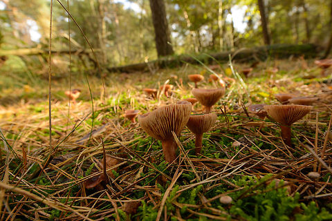 Lactarius camphoratus on forest floor in Heesch, the Netherlands  Autumn,Curry Milkcap,Fall,Heesch,Lactarius camphoratus,Netherlands,Wide angle