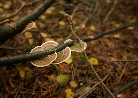 Trametes versicolor on dead tree in Heesch, the Netherlands  Autumn,Fall,Heesch,Netherlands,Trametes gibbosa,Trametes versicolor,Turkey tail,Wide angle