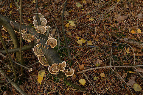 Several Trametes versicolor on rotting tree during autumn, the Netherlands I like the dutch name for this fungi much better: elfenbankje (Elf couch or Elf stool) Autumn,Fall,Heesch,Netherlands,Trametes versicolor,Turkey tail,Wide angle