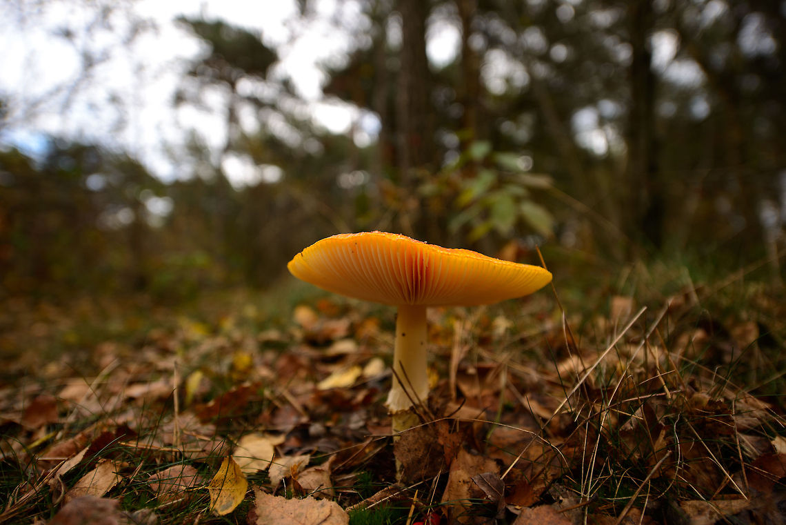 Russula aurea fungus in Netherlands - sideview  Autumn,Fall,Heesch,Netherlands,Russula aurea,Wide angle