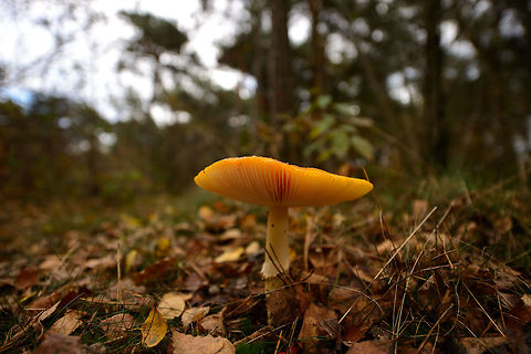 Russula aurea fungus in Netherlands - sideview  Autumn,Fall,Heesch,Netherlands,Russula aurea,Wide angle