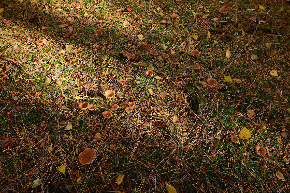 Fungi mine field - Candy Cap (Lactarius camphoratus) I really had to watch my step here as this area is covered with hundreds of these fungi. Autumn,Curry Milkcap,Fall,Heesch,Lactarius camphoratus,Netherlands,Wide angle