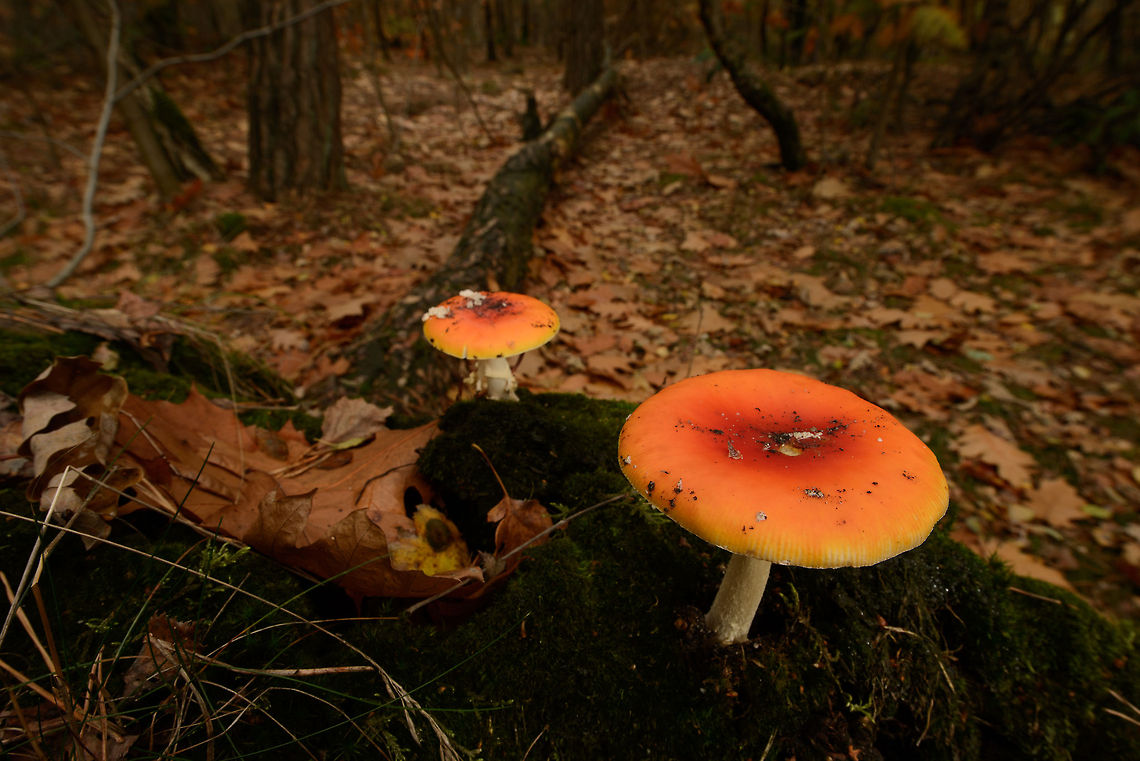 Russula aurea fungus (Amanita) in Netherlands I was thinking this rather large fungus would be easy to identify, yet I am unable to find a match. Autumn,Fall,Gilded brittlegill,Heesch,Netherlands,Russula aurea,Wide angle
