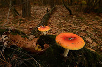 Russula aurea fungus (Amanita) in Netherlands I was thinking this rather large fungus would be easy to identify, yet I am unable to find a match. Autumn,Fall,Gilded brittlegill,Heesch,Netherlands,Russula aurea,Wide angle