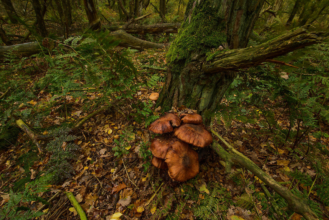 Aniseed Cockleshell, Heesch, The Netherlands  Autumn,Fall,Heesch,Lentinellus cochleatus,Netherlands,Wide angle