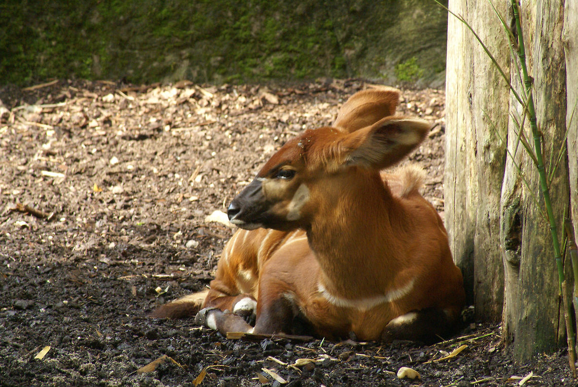 Baby Bongo A young Bongo watches its mother in the Arnhem Zoo. Bongos are antelopes that are currently in a near-threatened state. Arnhem Zoo,Bongo,Bovidae,Lowland bongo,Tragelaphus Eurycerus Eurycerus,Tragelaphus eurycerus,Western Bongo,Western/Lowland Bongo,antelope