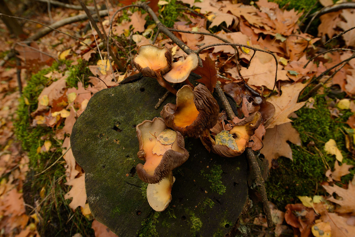 Decaying Sulphur Tuft in Heesch, the Netherlands  Autumn,Fall,Fungi,Heesch,Hypholoma fasciculare,Netherlands,Sulphur tuft,Wide angle