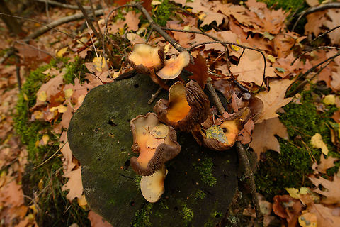 Decaying Sulphur Tuft in Heesch, the Netherlands  Autumn,Fall,Fungi,Heesch,Hypholoma fasciculare,Netherlands,Sulphur tuft,Wide angle