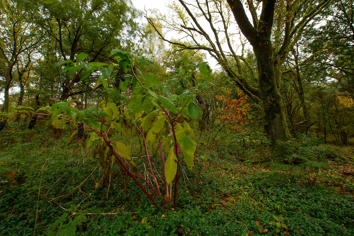 Strange berry plant in Heesch, the Netherlands This photo lacks focus or meaning, but I am mostly interested in the strange plant in the foreground. It has some kind of berries on them and very bright stems. Autumn,Fall,Heesch,Netherlands,Phytolacca americana,Wide angle