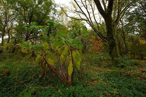 Strange berry plant in Heesch, the Netherlands This photo lacks focus or meaning, but I am mostly interested in the strange plant in the foreground. It has some kind of berries on them and very bright stems. Autumn,Fall,Heesch,Netherlands,Phytolacca americana,Wide angle